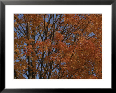 A Sugar Maple Blazes With Fall Color by Roy Gumpel Pricing Limited Edition Print image