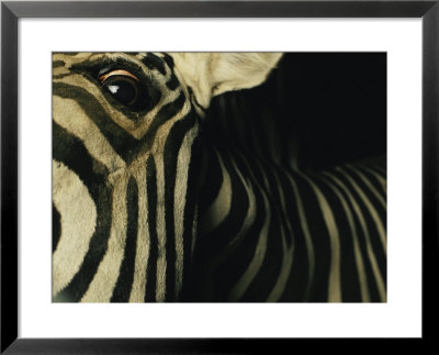 A Zebra Looks Down At The Photographer by Steve Winter Pricing Limited Edition Print image
