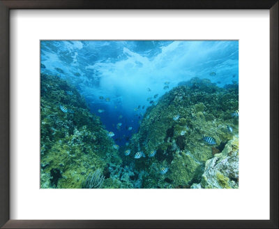 Sergeant Major Damselfish Near An Underwater Pinnacle With Waves Above by Heather Perry Pricing Limited Edition Print image