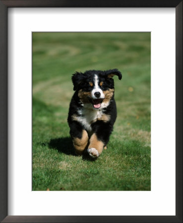 Bernese Mountain Puppy Running by Petra Wegner Pricing Limited Edition Print image