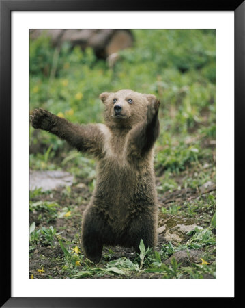 A Grizzly Bear Cub Stands With Arms Outstretched by Tom Murphy Pricing Limited Edition Print image