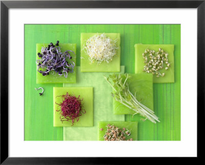 Various Types Of Sprouts And Sprouted Seeds by Jan-Peter Westermann Pricing Limited Edition Print image
