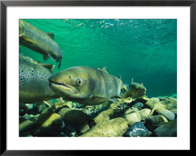 School Of Atlantic Salmon Hold In A Clear River Waiting To Spawn by Paul Nicklen Pricing Limited Edition Print image