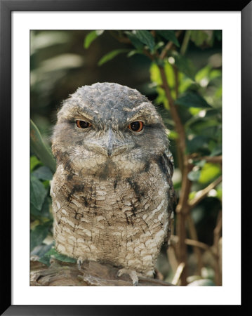 Tawny Frogmouth Bird by George Grall Pricing Limited Edition Print image