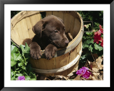 Chocolate Labrador Retriever In Basket by Lynn M. Stone Pricing Limited Edition Print image