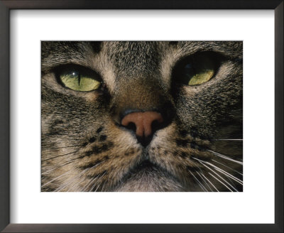 Close-Up Of A Tiger Striped Domestic Cat's Face by Fogstock Llc Pricing Limited Edition Print image
