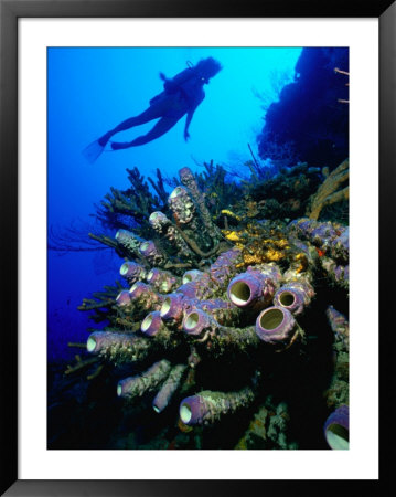 Diver With Purple Tube Sponge Off The Coast Of Jamaica, Jamaica by Greg Johnston Pricing Limited Edition Print image