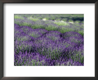 Lavender Fields In Sequim, Olympic Peninsula, Washington, Usa by Jamie & Judy Wild Pricing Limited Edition Print image