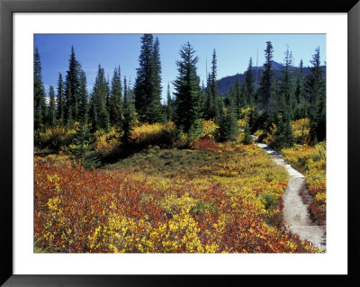 Beach Lake Trail With Fall Color, Mt. Rainier National Park, Washington, Usa by Jamie & Judy Wild Pricing Limited Edition Print image