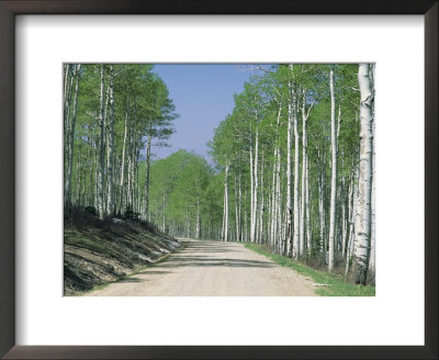 Road Through An Aspen Forest, Manti La Sal Mountains by Rich Reid Pricing Limited Edition Print image