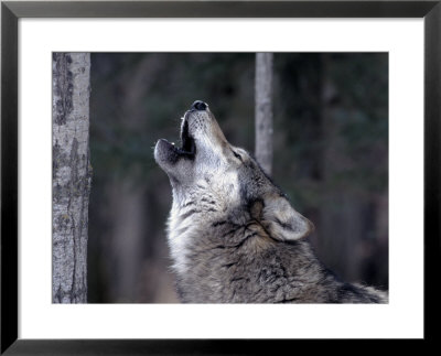 Grey Wolf Howling, Canis Lupus by Robert Franz Pricing Limited Edition Print image