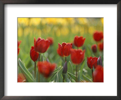 A Bed Of Red Tulips In New York City by Raul Touzon Pricing Limited Edition Print image