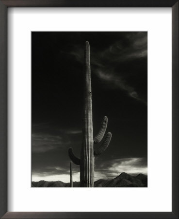 Cactus In Capitol Reef National Park, Utah by David Wasserman Pricing Limited Edition Print image
