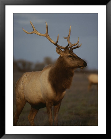 A View Of A Tule Elk With Large Antlers Standing In The Grass by Bates Littlehales Pricing Limited Edition Print image