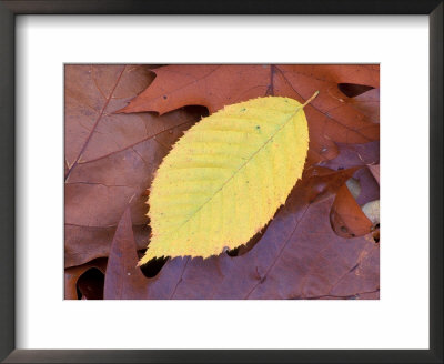 Ironwood Leaf In Fall, Sandy Point Trail, Stratham, New Hampshire, Usa by Jerry & Marcy Monkman Pricing Limited Edition Print image