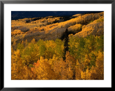 Autumn Colours Of The Elk Mountains In Colorado, Usa by Mark Newman Pricing Limited Edition Print image