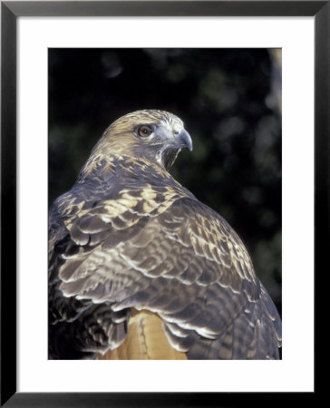 Red-Tailed Hawk Showing Tail Colors, Wildlife West Nature Park, New Mexico, Usa by Maresa Pryor Pricing Limited Edition Print image