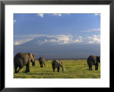 Elephant, Mt. Kilimanjaro, Masai Mara National Park, Kenya by Peter Adams Pricing Limited Edition Print image