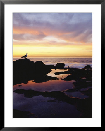 Seagull At Sunset Cliffs Tidepools On The Pacific Ocean, San Diego, California, Usa by Christopher Talbot Frank Pricing Limited Edition Print image