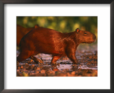 Capybara, Pantanal, Brazil by Pete Oxford Pricing Limited Edition Print image