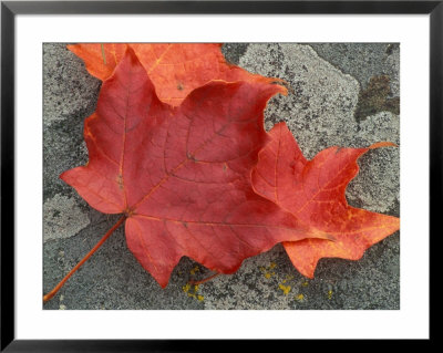 Sugar Maple Foliage In Fall, Rye, New Hampshire, Usa by Jerry & Marcy Monkman Pricing Limited Edition Print image