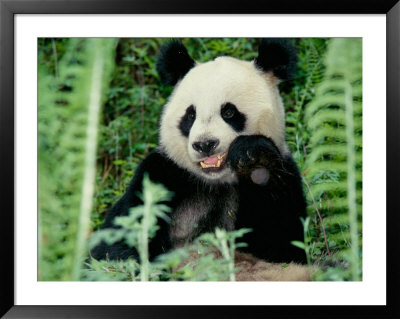 Panda In The Forest, Wolong, Sichuan, China by Keren Su Pricing Limited Edition Print image
