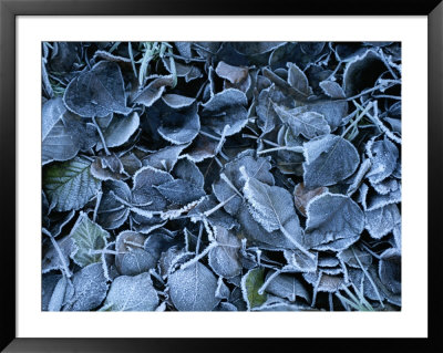 Frosty Leaves Cover The Ground On A Winters Day In Ireland by Todd Gipstein Pricing Limited Edition Print image