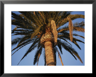 A Palm Tree In Early Morning Light by Stephen St. John Pricing Limited Edition Print image
