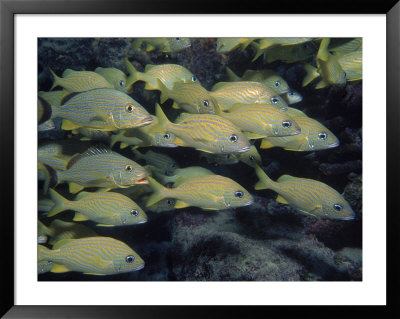 School Of Grunts, Florida Keys by Larry Lipsky Pricing Limited Edition Print image