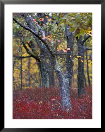 Blueberries In Oak-Hickory Forest In Litchfield Hills, Kent, Connecticut, Usa by Jerry & Marcy Monkman Pricing Limited Edition Print image