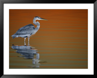 Great Blue Heron In Water At Sunset, Fort De Soto Park, St. Petersburg, Florida, Usa by Arthur Morris. Pricing Limited Edition Print image