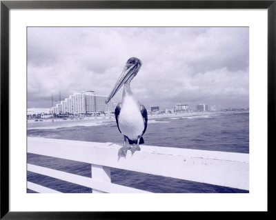 Florida Pelican On Daytona Beach Pier, Fl by Walter Bibikow Pricing Limited Edition Print image