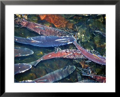 Migrating Salmon, Washington, Usa by William Sutton Pricing Limited Edition Print image