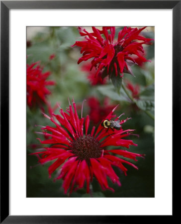 Bee Balm Plants, Whose Flowers Draw Hummingbirds And Bees by Sam Abell Pricing Limited Edition Print image