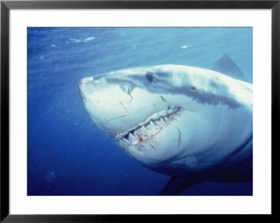 Great White Shark by Wayne Brown Pricing Limited Edition Print image