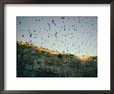 Mexican Free-Tailed Bats Emerge From Their Caves To Hunt by Walter Meayers Edwards Pricing Limited Edition Print image