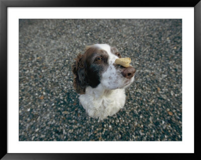The Head Of A Dog Balancing A Dog Biscuit Upon Its Nose by Joel Sartore Pricing Limited Edition Print image