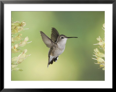 Black-Chinned Hummingbird In Flight Feeding On Texas Buckeye, Uvalde County, Hill Country by Rolf Nussbaumer Pricing Limited Edition Print image