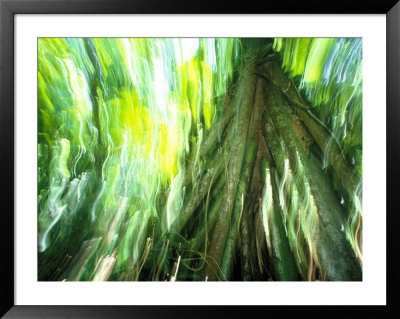Stilt Root Of A Walking Palm, Borro Colorado Island, Panama by Christian Ziegler Pricing Limited Edition Print image