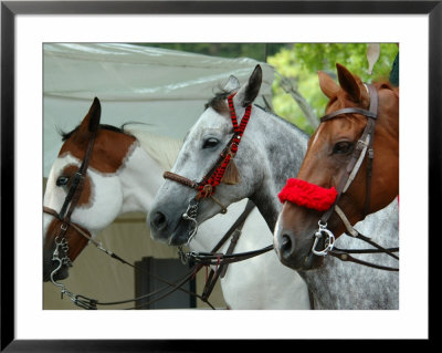 Horses Paraded Before The Race, Saratoga Springs, New York, Usa by Lisa S. Engelbrecht Pricing Limited Edition Print image