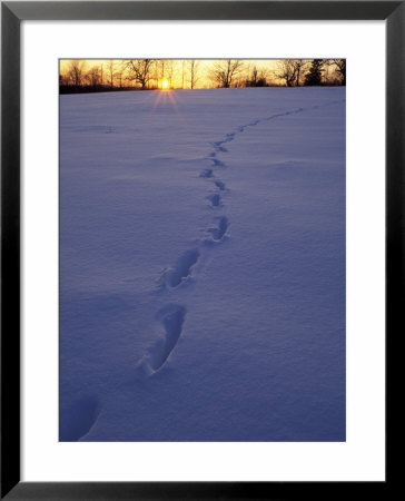 Sunrise Over Snowfield With Deer Tracks In Winter, Northern Forest, Maine, Usa by Jerry & Marcy Monkman Pricing Limited Edition Print image