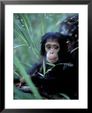 Infant Chimpanzee, Gombe National Park, Tanzania by Kristin Mosher Pricing Limited Edition Print image