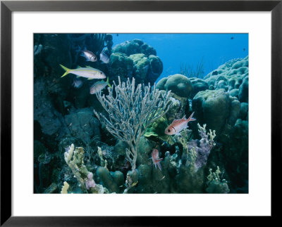Reef Scene On Bonaire Island by George Grall Pricing Limited Edition Print image