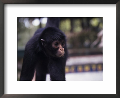 Spider Monkey, Amazon River, Peru by Jeff Randall Pricing Limited Edition Print image