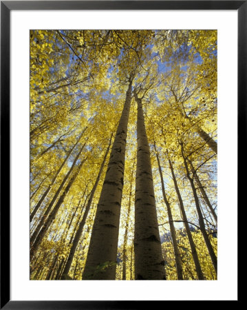 Fall-Colored Aspen Trees, Stevens Pass, Washington, Usa by Stuart Westmoreland Pricing Limited Edition Print image