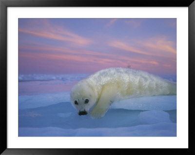 A Whitecoat Harp Seal Rests On The Ice Under A Colorful Twilight Sky by Brian J. Skerry Pricing Limited Edition Print image