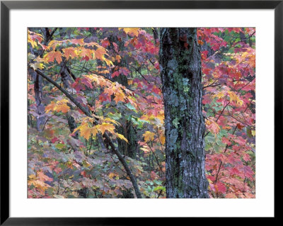 Forest Landscape And Fall Colors On Deciduous Trees, Lake Superior National Forest, Minnesota, Usa by Gavriel Jecan Pricing Limited Edition Print image