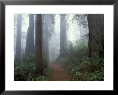 Damnation Trail In Fog, Redwoods State Park, Del Norte, California, Usa by Darrell Gulin Pricing Limited Edition Print image