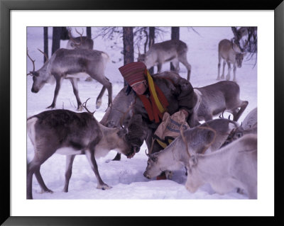 Farmer Feeds Reindeer, Lappland, Finland by Nik Wheeler Pricing Limited Edition Print image
