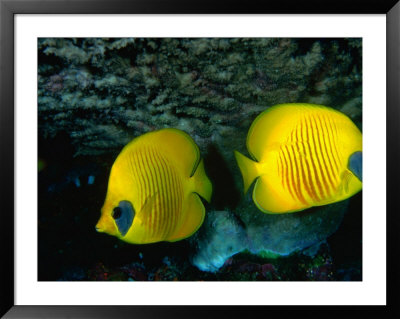 A Pair Of Masked Butterflyfish (Chaetodon Semilarvatus), Red Sea, Egypt by Casey Mahaney Pricing Limited Edition Print image